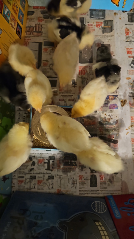 Chickens (poussin) 2 weeks dans Animaux de ferme  à Ville de Montréal