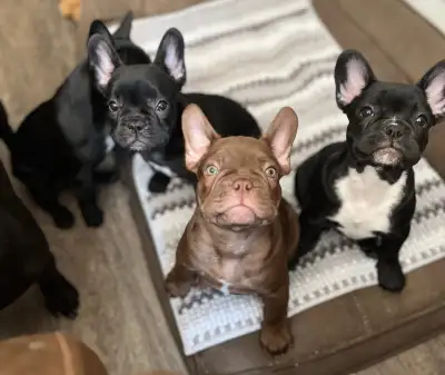 LilBit frenchies in Kelowna welcomed 2 litters in May! ( CKC registered breeder) Prices are $2300 an...