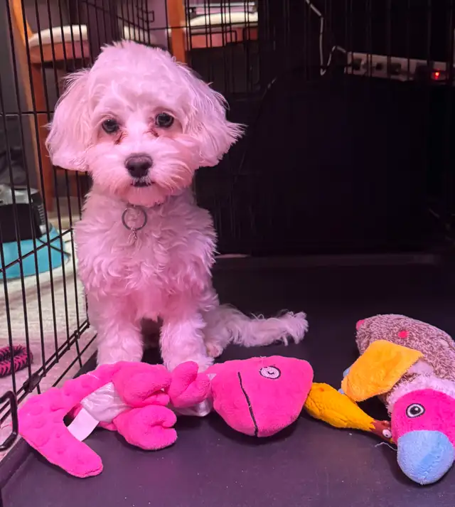 ❤️ADORABLE COCKAPOO❤️ in Dogs & Puppies for Rehoming in St. Albert - Image 5