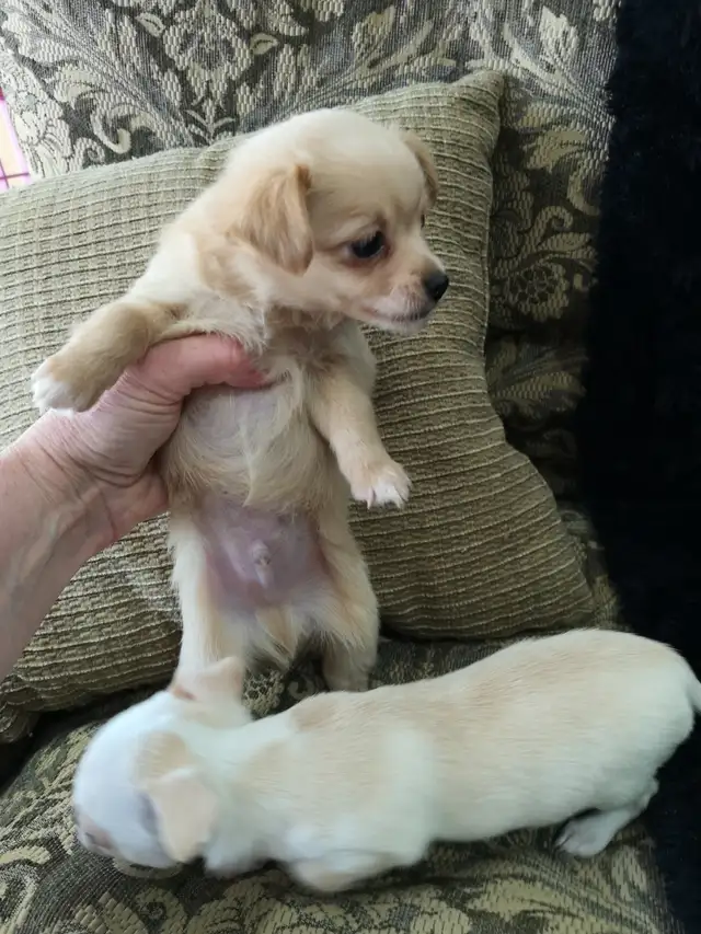 ❤️ VALENTYNE ENTERPRISE ❤️ CHIHUAHUA PUPPYS READY NOW 7059303541 in Dogs & Puppies for Rehoming in Ottawa - Image 5