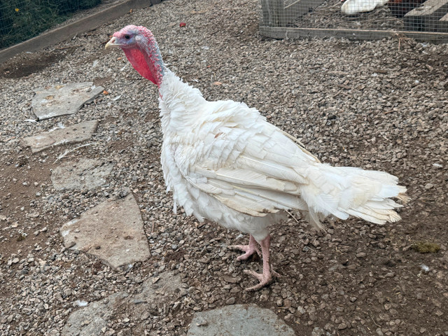 Turkeys in Livestock in Hamilton