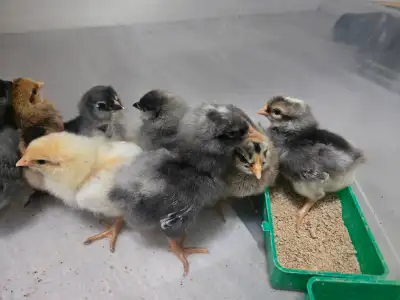 Barnyard Mix Chicks, View more