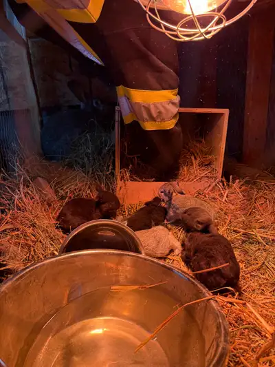 Flemish Giant Babies/Kits, View more