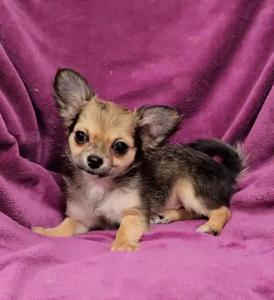 Tiny Chihuahua puppies, View more