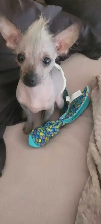 hairless chinese crested /chihuahua, View more