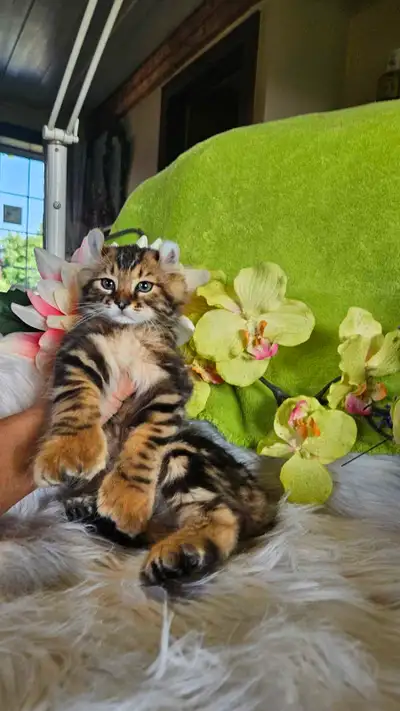 wow chaton mâle highland lynx 3 gènes 4 pattes mini queuebig, View more