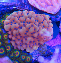 Kung Pao montipora frags