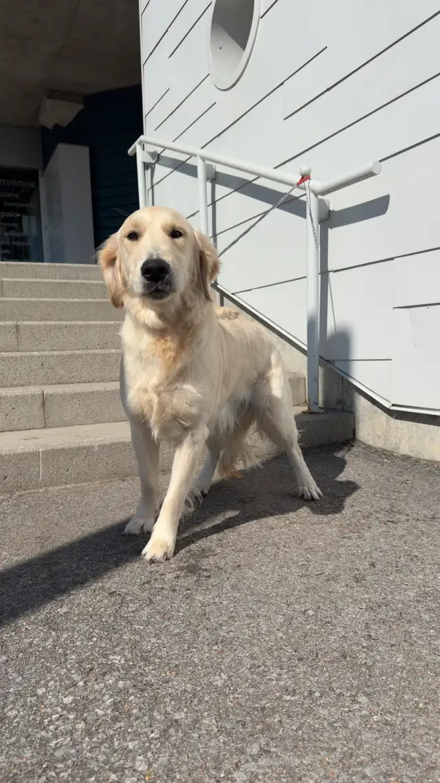 7 Chiots Golden retrievers couleur extraordinaire PURE RACE in Dogs & Puppies for Rehoming in Laval / North Shore - Image 10