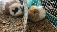 Adopting Dutch guinea pigs.