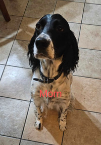 SOLD  English Setter Puppies