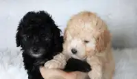 Mini Poodles 