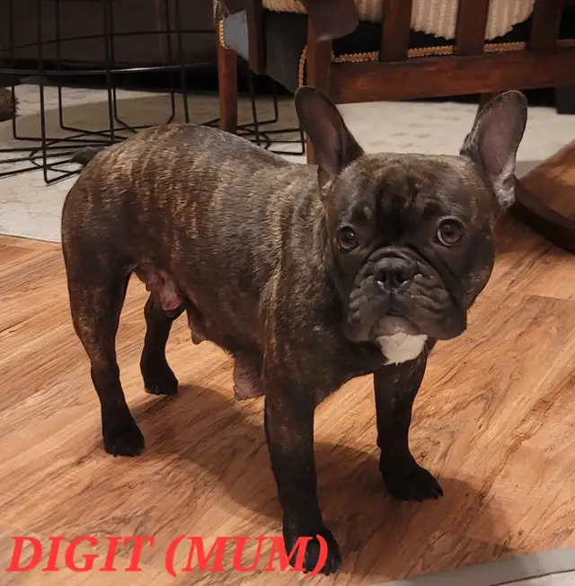 Super Cute French bulldogs for sale. in Dogs & Puppies for Rehoming in Winnipeg - Image 10