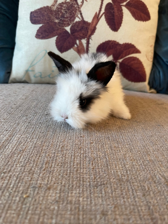 Black and White bunny in Small Animals for Rehoming in Campbell River