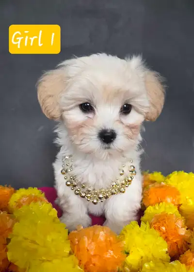  Shih-poo puppies- For Mothers day ❤️ , View more