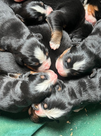 Purebred Bernese Mountain puppies