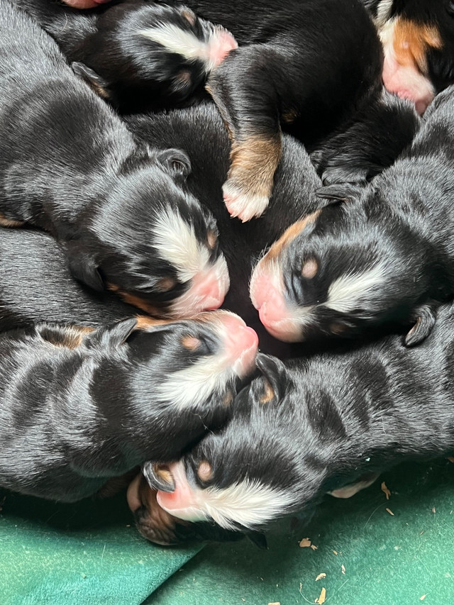 Purebred Bernese Mountain puppies in Dogs & Puppies for Rehoming in North Bay