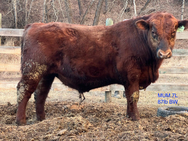 Just one heifer bull left - red angus  in Livestock in Williams Lake - Image 2