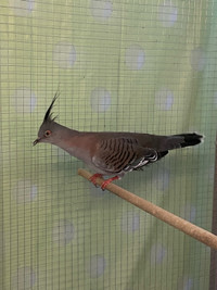 TRADE Beautiful Australian crested doves TRADE for duck coop