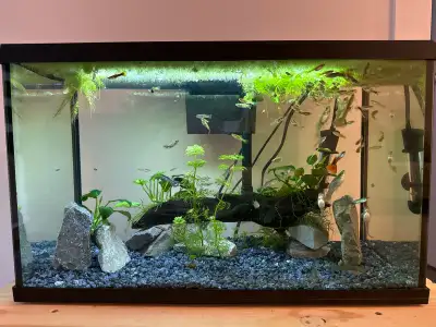 More than 50guppies