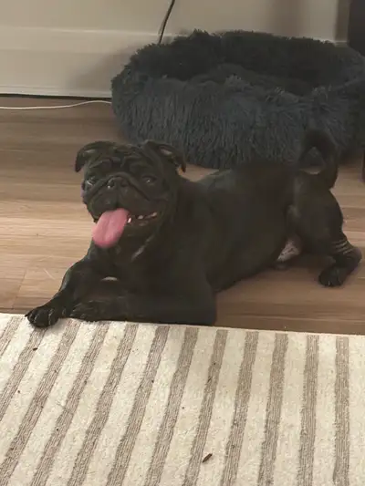 (Pending) Male Pug for Sale, View more