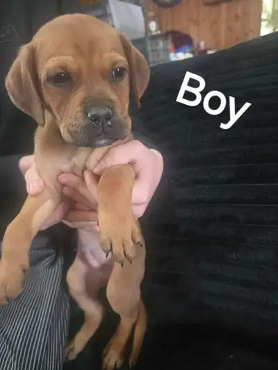Boxer,pitbull rotty mix, View more