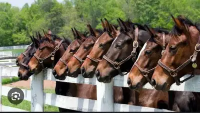 looking for a horse to free lease Cape Breton or lease to own  , View more