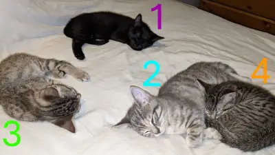 *Adorables chatons prêts pour adoption*, View more