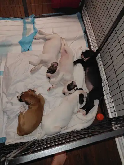 Argentino/Presa Canario puppies ❤️4 females and 1 male left, View more
