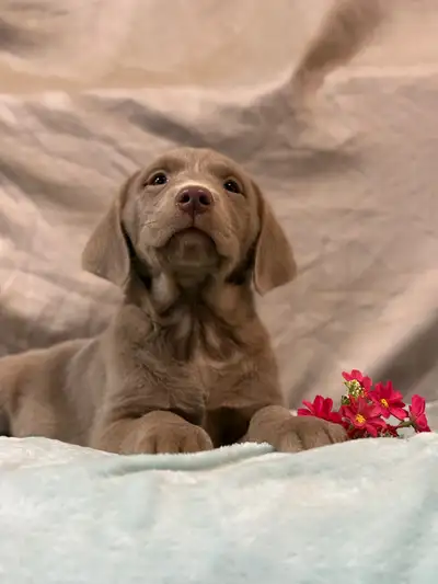 At Moon Lake Labradors, we are dedicated to breeding for quality, temperament, and versatility. Our...