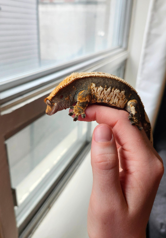Whitewall Female Crested Gecko in Reptiles & Amphibians for Rehoming in Ottawa - Image 3