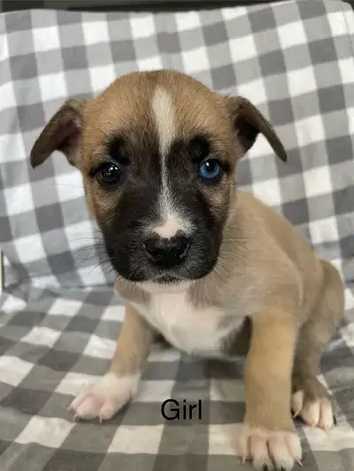 Rare American bulldog X Husky puppy’s available next March 22 for there forever homes please contact...