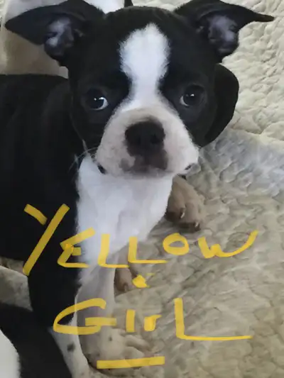Boston Terrier Puppies, View more