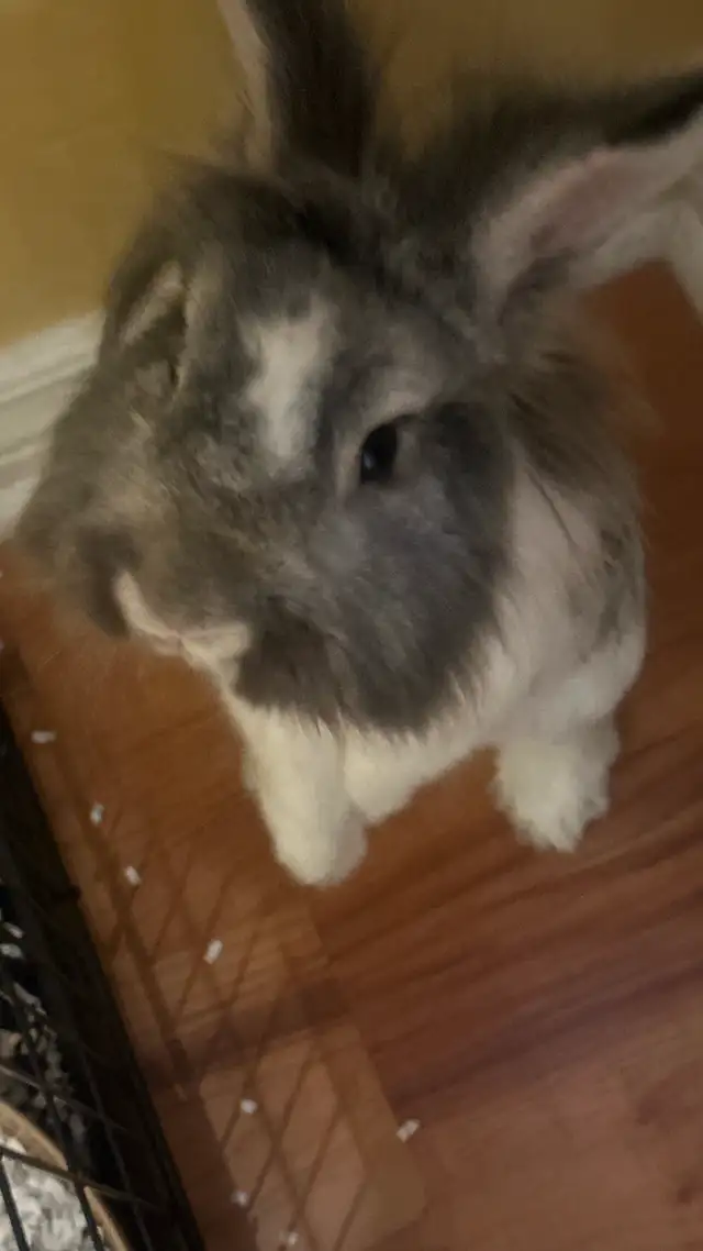 Lion Head Rabbit For Sale! in Small Animals for Rehoming in Mississauga / Peel Region - Image 3