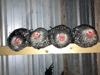 Silver laced Wyandotte hens