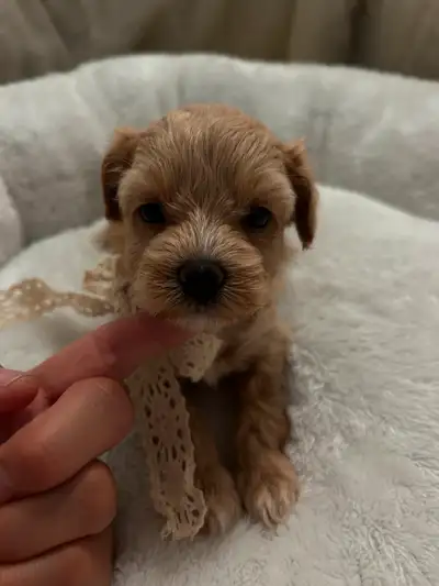 So beautiful maltipoo puppies (Maltese/poodle), View more