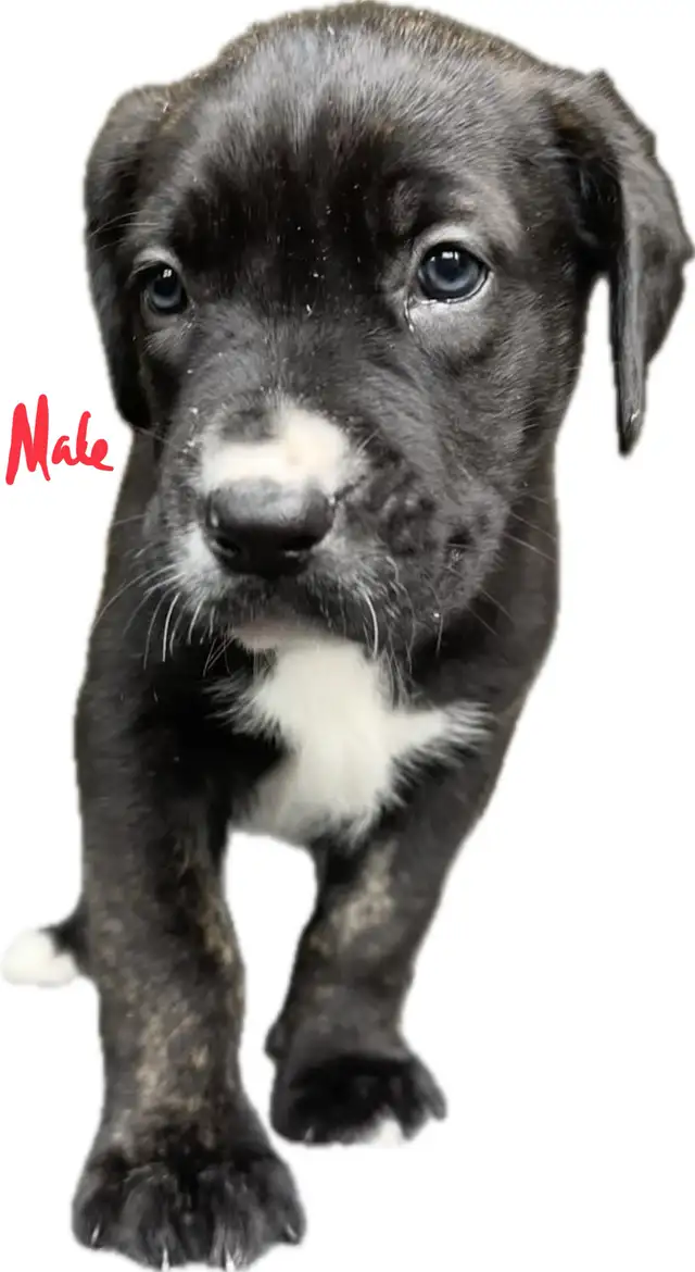 Belgian Mal x Puppies for sale in Dogs & Puppies for Rehoming in St. Catharines - Image 6