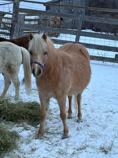 SHETLAND MARE, View more