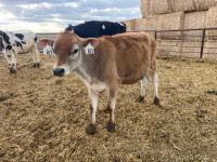 Jersey steer