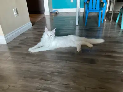 Fermeture d’élevage Mainecoon! Je passe aux enregistrés tica, je vend donc tout mes Mainecoons non e...