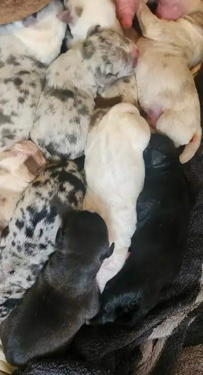 Micro  Puppies Merle Tri Available!  Born July 29th, 2025, View more