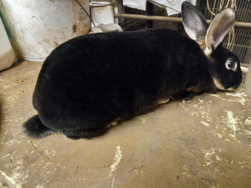 lapin rex dans Animaux de ferme  à Longueuil/Rive Sud - Image 2