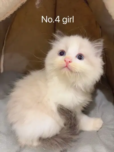 Blue bicolor Ragdoll boys and girls ready to new home , View more