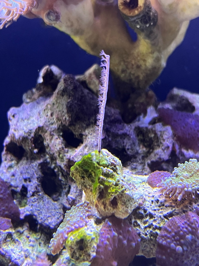 gorgonian saltwater coral in Fish for Rehoming in Kitchener / Waterloo - Image 3