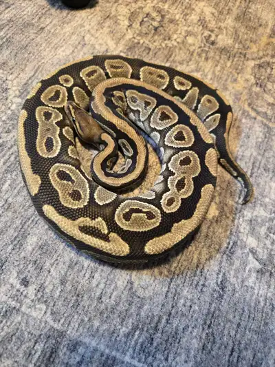 Female Mahogany Het Red Axanthic 100% Het Hypo. Eats frozen thawed medium rats. Good temperament. As...