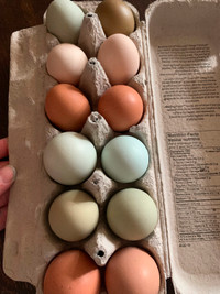 Fertilized Rainbow Chicken Eggs