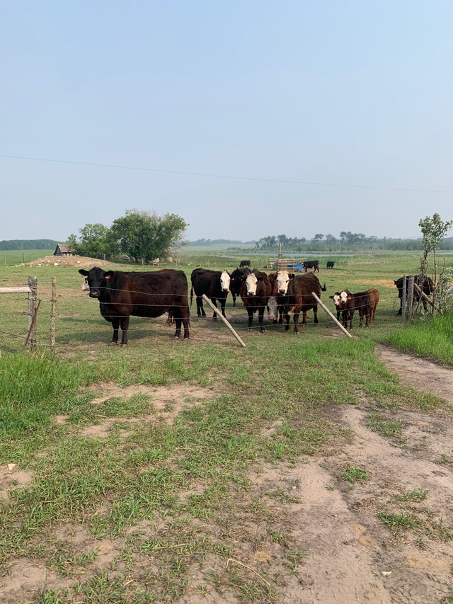 11 cow calf pairs Livestock Prince Albert Kijiji