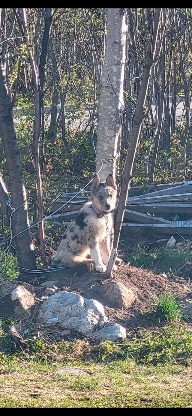 Chien berger australien dans Chiens et chiots à adopter  à Saguenay