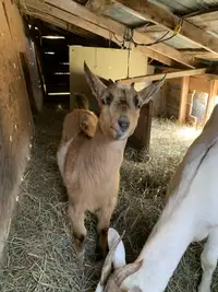 Goats momma and doeling