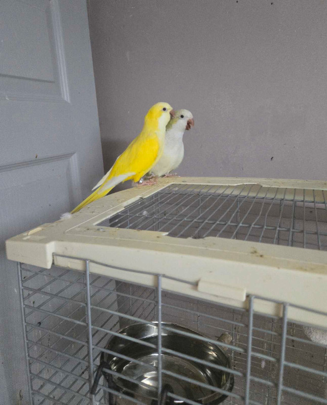 perroquets dans Oiseaux à adopter  à Laval/Rive Nord