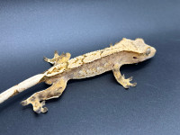 Crested gecko Male